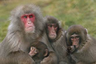 Macaca fuscata, Japanese macaque, snow monkey grooming, posing