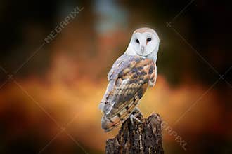 Barn owl