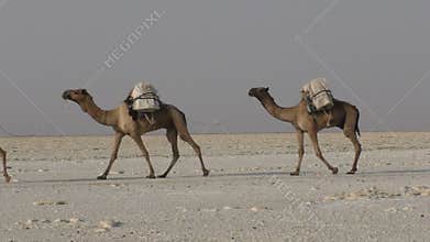 Camels caravan carrying salt in Africa`s Danakil Desert, Ethiopia