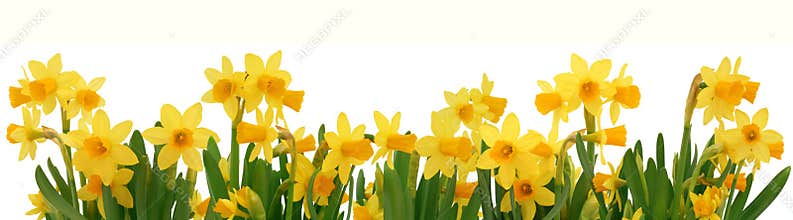 Spring daffodils border