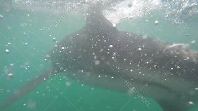 Underwater image of a shark cage in South Africa