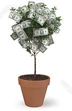 Money Tree