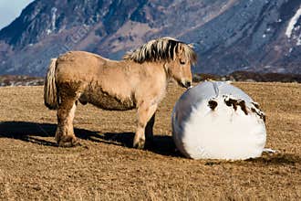 Norwegian Fjord Horse