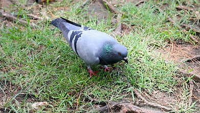 Dove pigeon bird walking on the nature ground with ambient sound