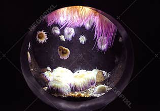 Violet Anemonas Underwater in the Aquarium from Crete