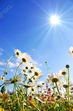 Flowers on meadow in summer