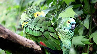 Amazon Parrot Amazona aestiva xanthopteryx