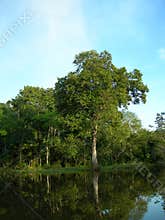 Tropical forest on the Amazon river