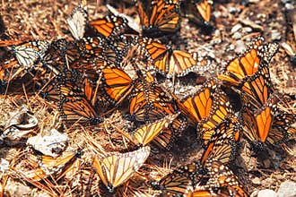 Monarch Butterfly Migration