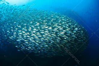 Fish in ocean . School of fishes Yellow-stripe scad, Thinscaled