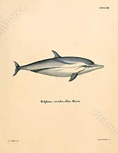 Illustrations of animal.