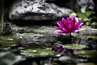 The small world of a pond and a pink water lily