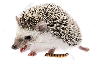 Four-toed Hedgehog African pygmy hedgehog
