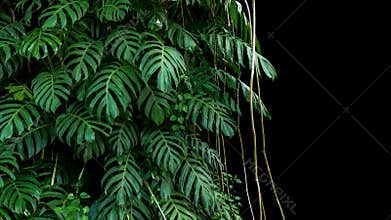 Green leaves of native Monstera Epipremnum pinnatum liana plan