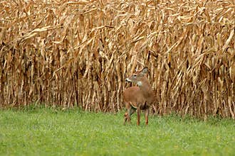 Autumn Whitetail Buck