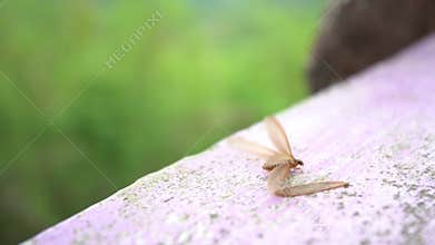 An Winged Termites