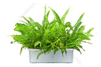 Fern