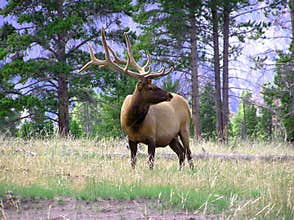 Bull Elk
