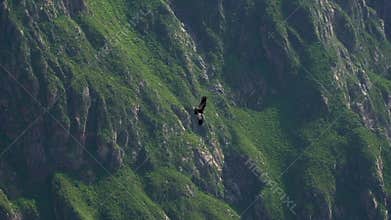 Colca Canyon Peru Near Arequipa