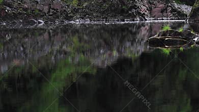 Salmon, trout, jumping along the peaceful calm river findhorn, morayshire, scotland.