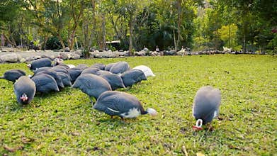 Guinea fowl chickens and roosters pecking.