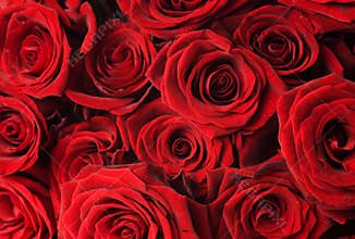 Red Roses Background