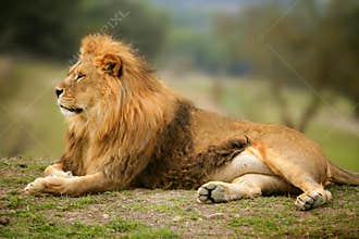 Beautiful Lion wild male animal portrait