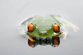 Frog in water