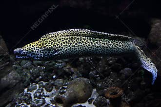 Laced moray