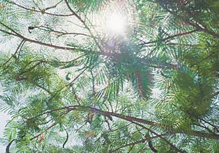 Looking up at green tree with sun burst behind leaves