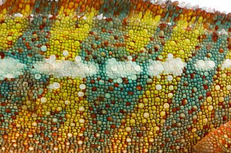 Chameleon Furcifer Pardalis