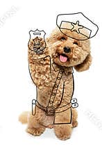Contemporary artwork. One cute dog, Maltipoo sits and raises paw isolated on white studio background with drawings.