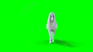 Walking white horse. Green screen realistic animation.