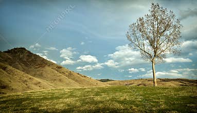 Lonely tree