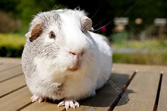 Guinea pig in garden