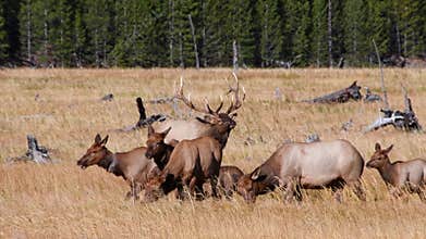 Elk Bugle in Yellowstone National Park