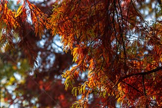 A lot of autumn fall coloured tree leaves in amazing morning sunrise warm light, seasons specific