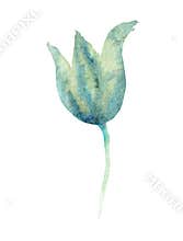 Watercolor tulip clipart