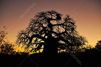 Baobab Tree (Adansonia digitata)