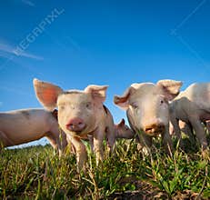 Two cute pigs