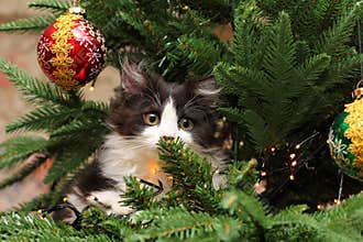 Cute Kitten Climbing on a Christmas Tree
