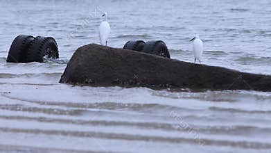 Two waterbird egrets hunt for fishes