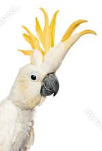Close-up of Sulphur-crested Cockatoo