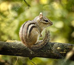 Chipmunk on Branch