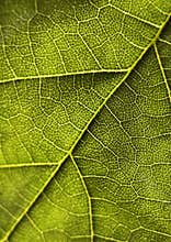Closeup leaf