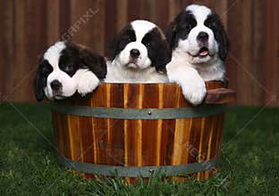Three Adorable Saint Bernard Puppies in a Barrel