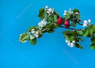 Two cute red birds sit on the spring branches of a blooming apple tree on a blue background.