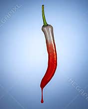 Chili pepper 