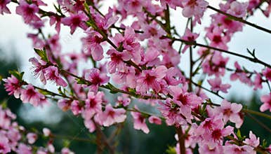 Peach flowers, gardens of march