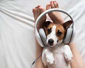 Cute dog jack russell terrier lies on its back on the legs of its owner and listens to music on headphones.